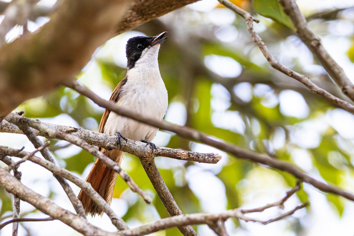 Restless Flycatcher - ML643338002