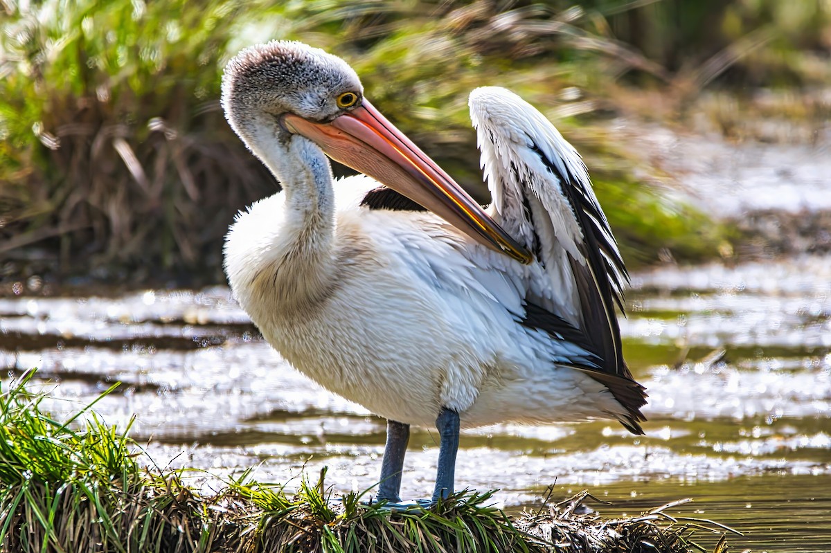 Australian Pelican - ML643338005