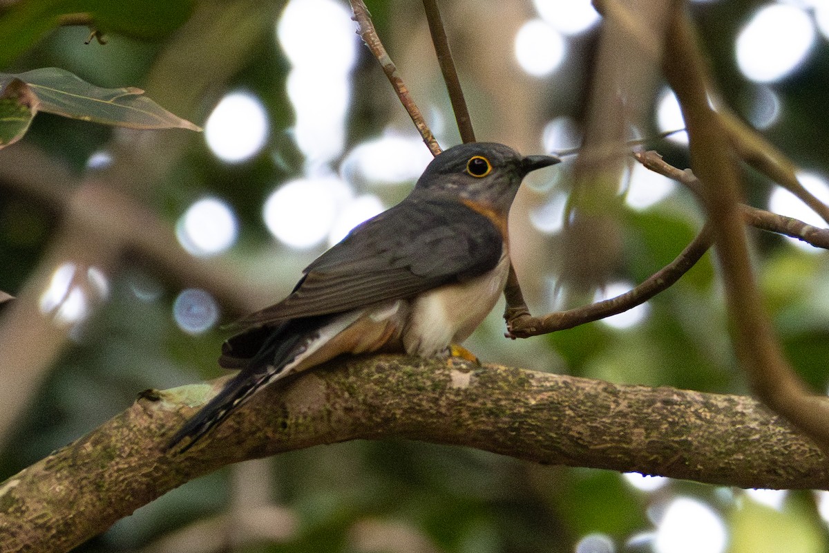 Fan-tailed Cuckoo - ML643338008
