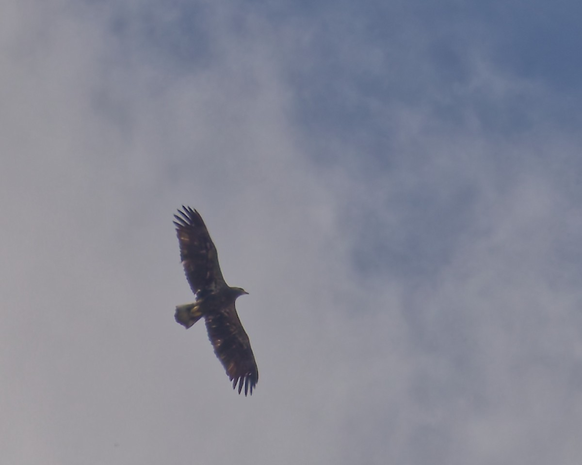 Bald Eagle - ML643338009