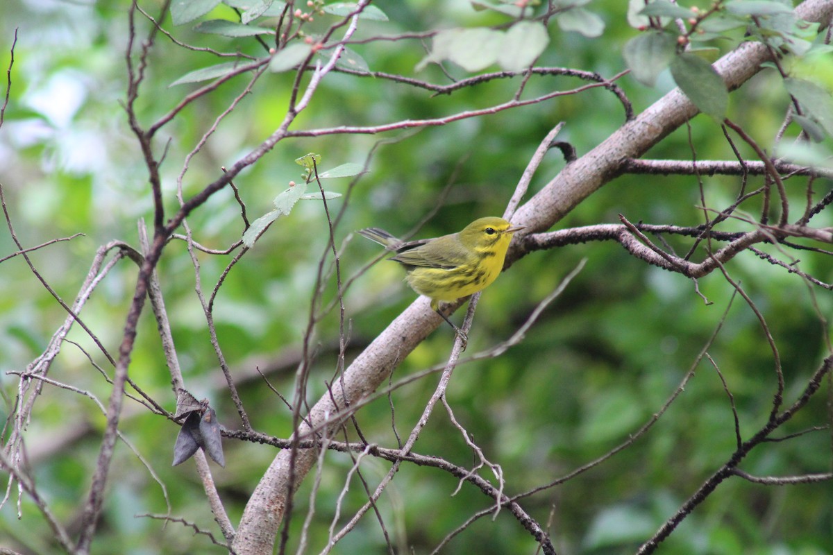 Prairie Warbler - ML643338013