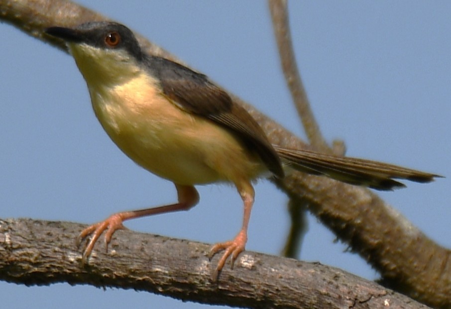 Ashy Prinia - ML643338014