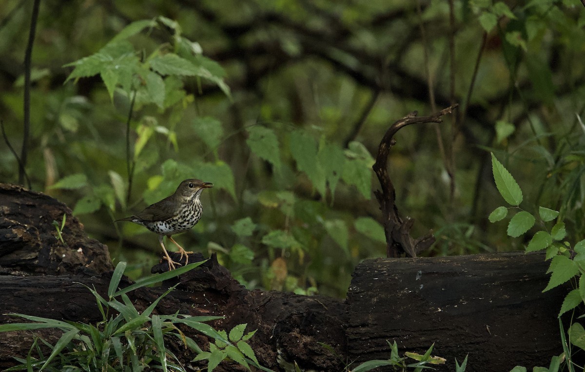 Japanese Thrush - ML643338015
