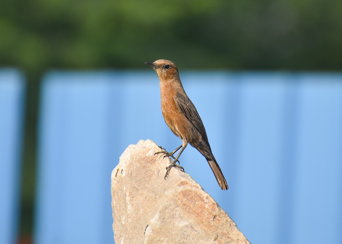 Brown Rock Chat - ML643338016