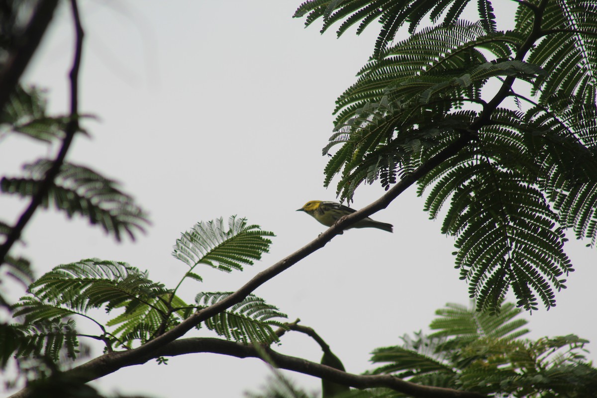 Black-throated Green Warbler - ML643338017