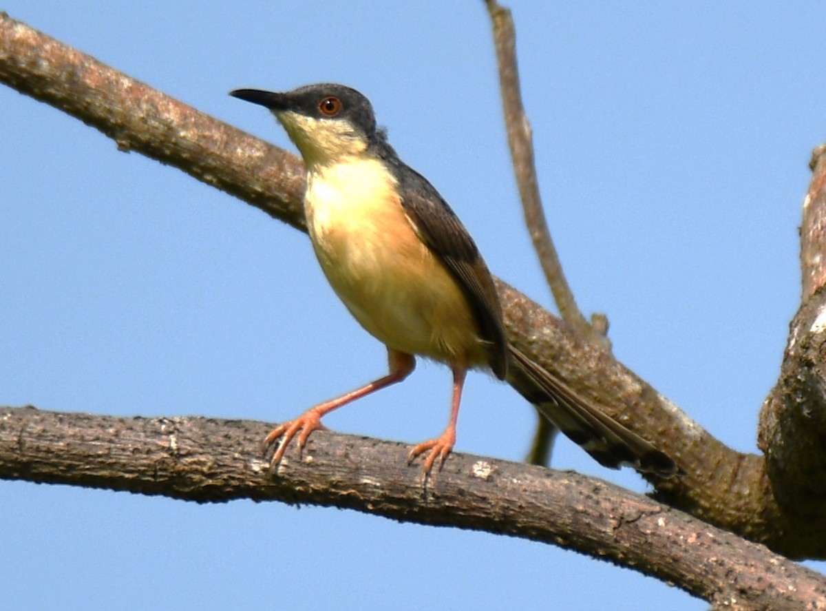 Ashy Prinia - ML643338018