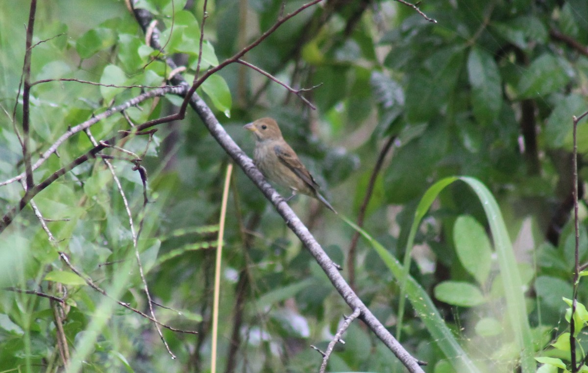 Indigo Bunting - ML643338021