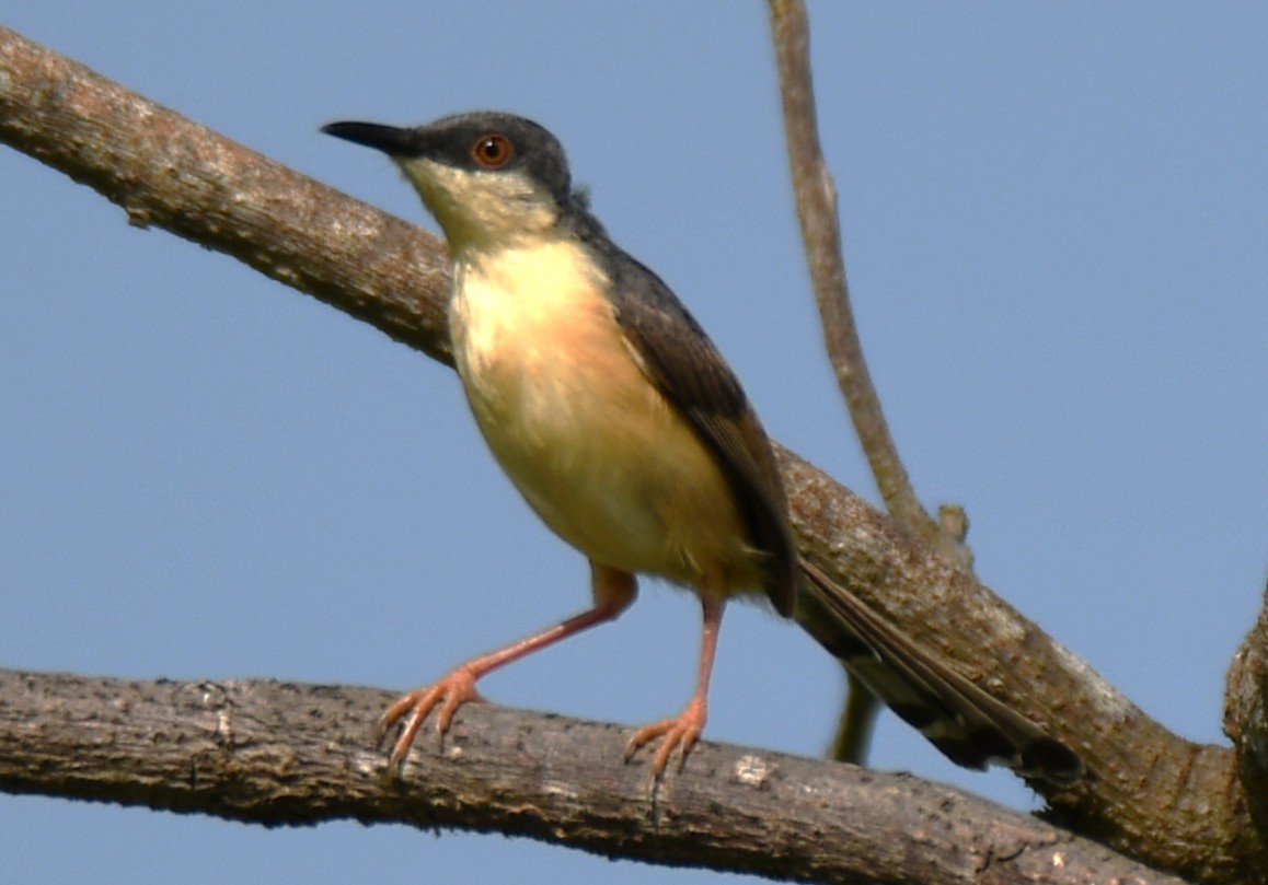 Ashy Prinia - ML643338022