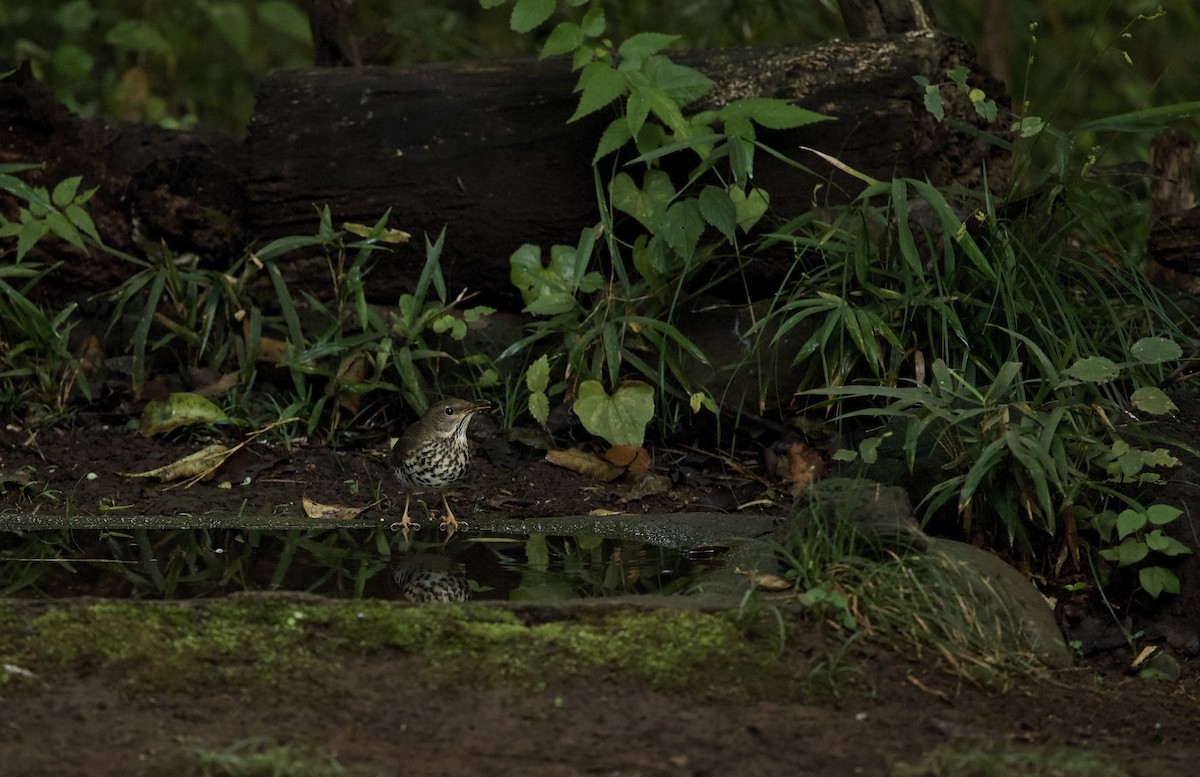 Japanese Thrush - ML643338024