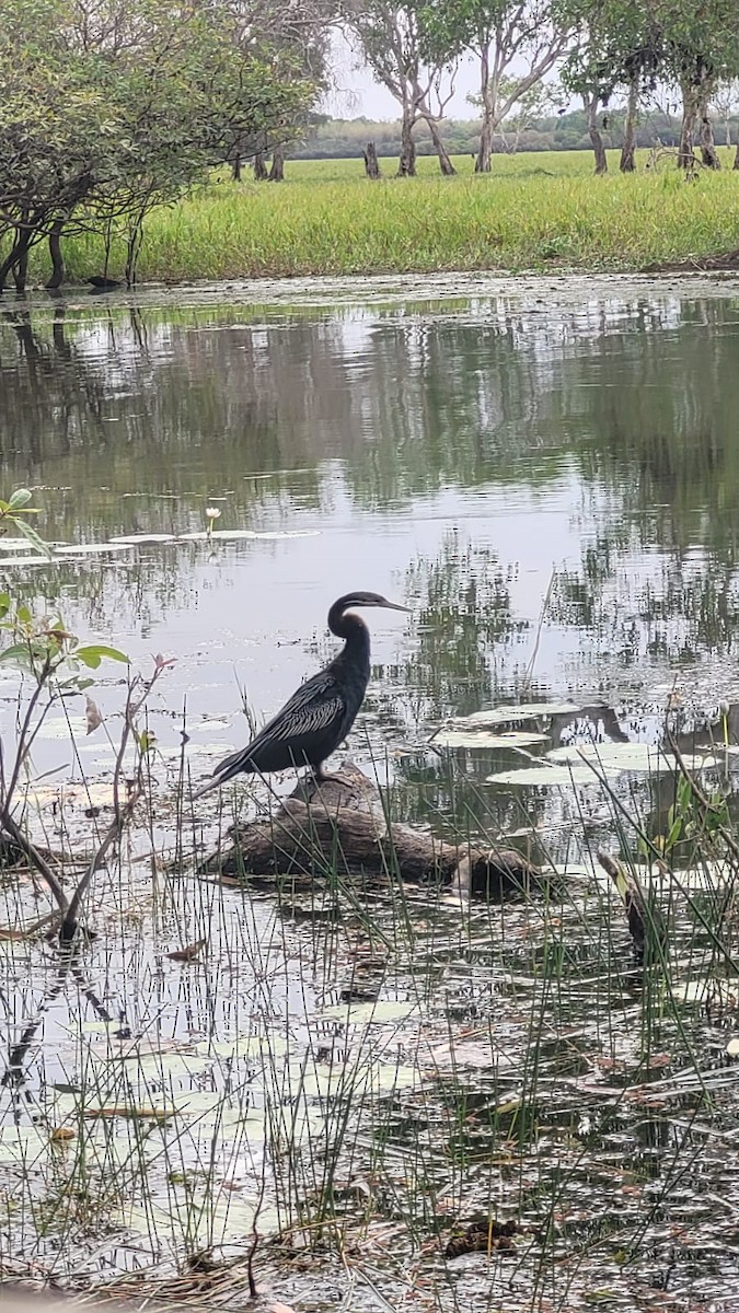 Australasian Darter - ML643338032