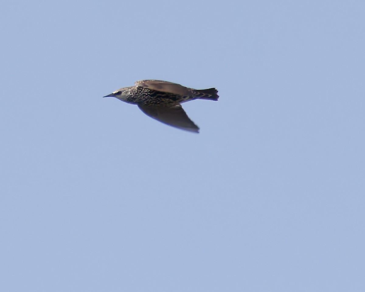 stær - ML643338034