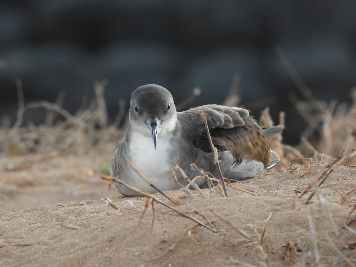 Wedge-tailed Shearwater - ML643338077
