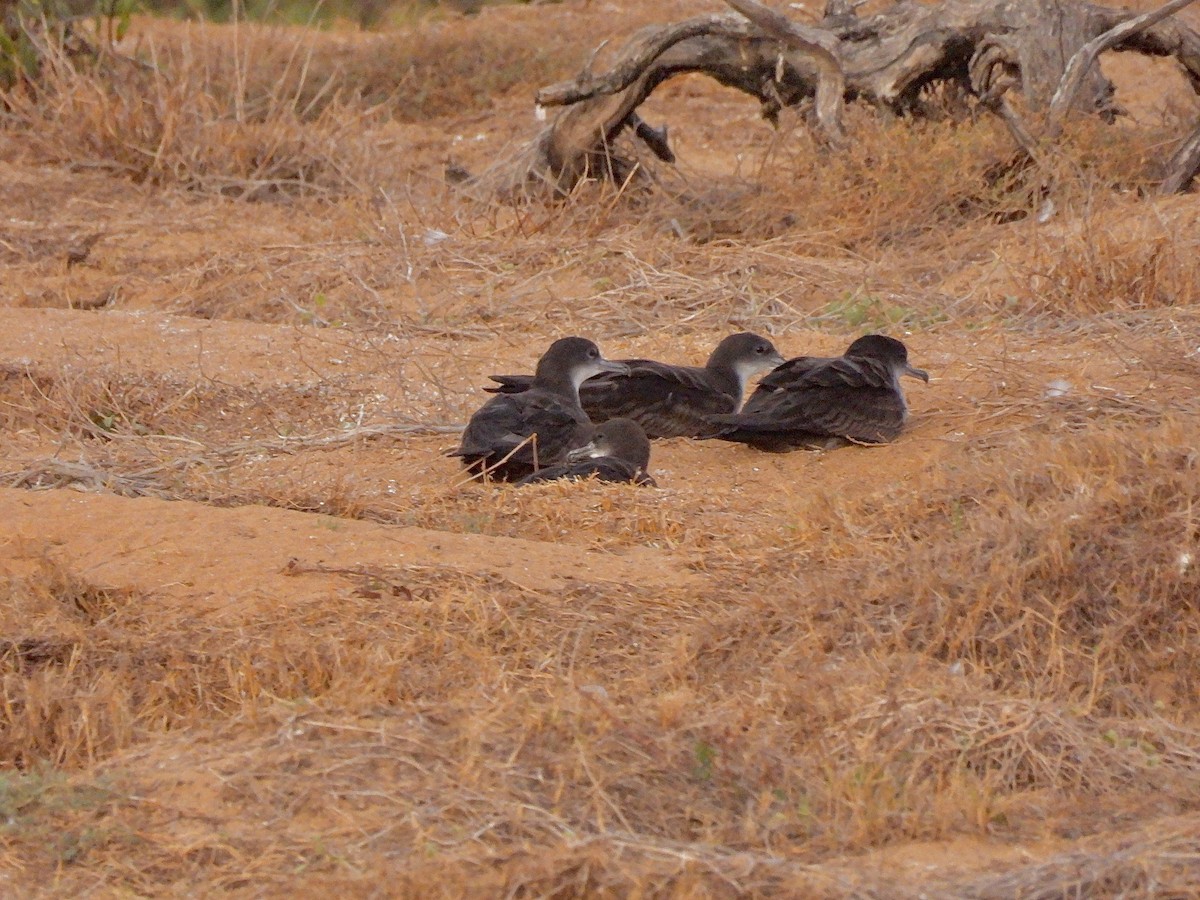 Wedge-tailed Shearwater - ML643338078