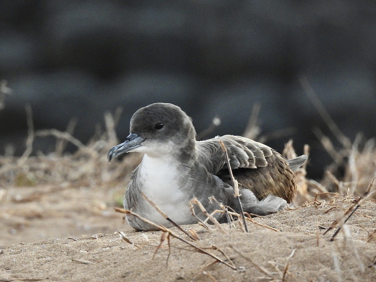 Wedge-tailed Shearwater - ML643338079