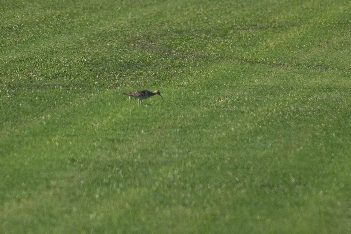 コシャクシギ - ML643338090