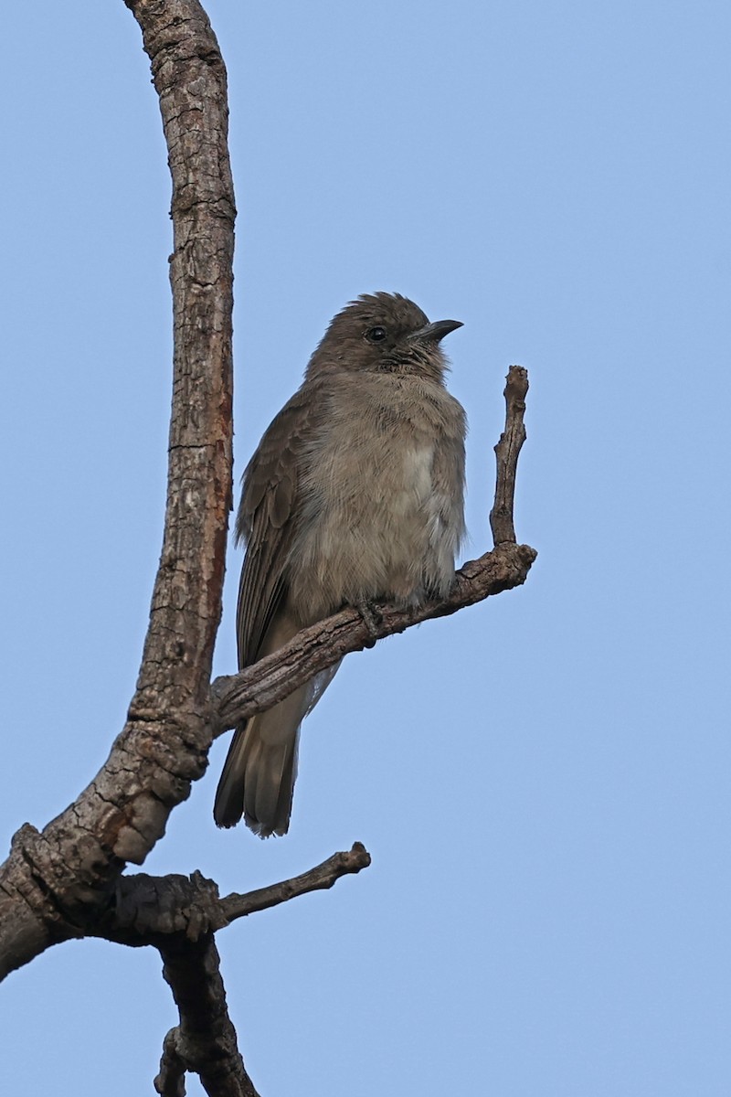 ヒメミツオシエ - ML643338147