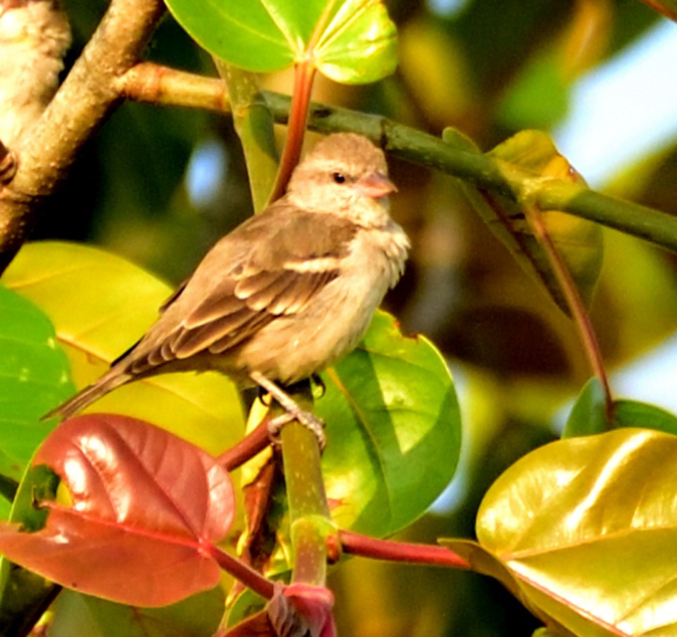 Yellow-throated Sparrow - ML643338205