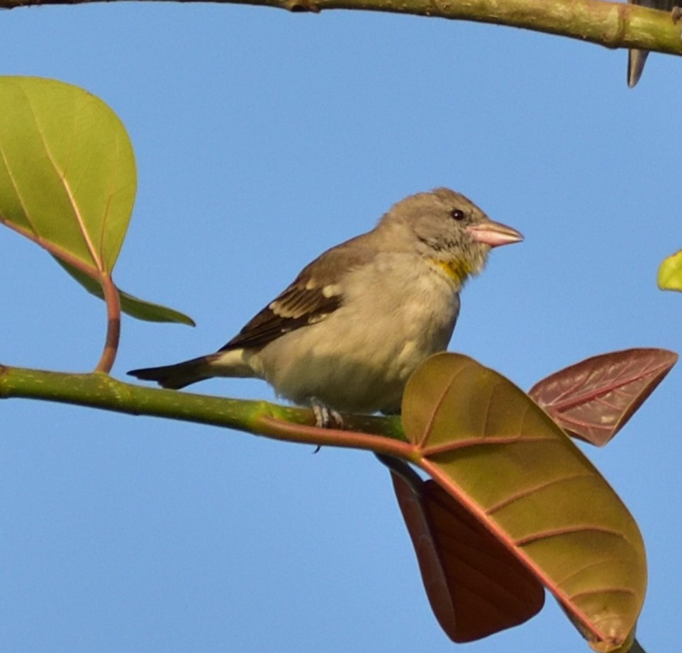 Yellow-throated Sparrow - ML643338206