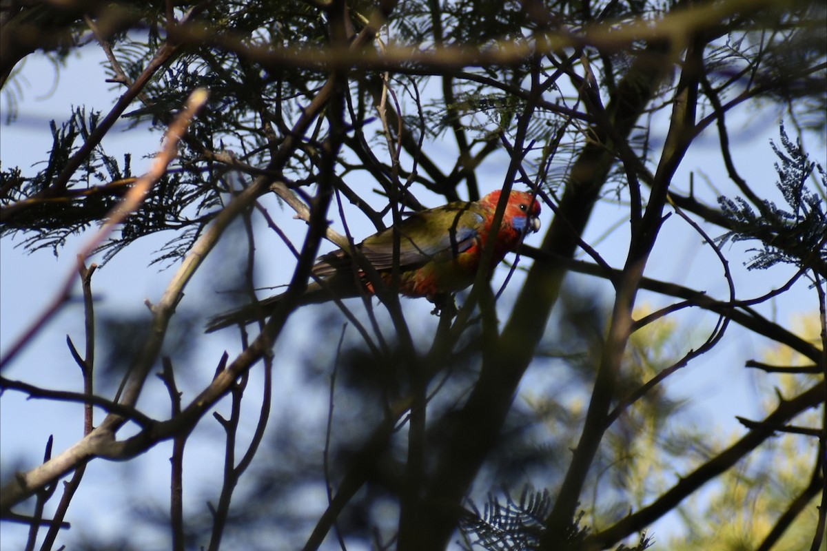 Rosella cremisi - ML643338221