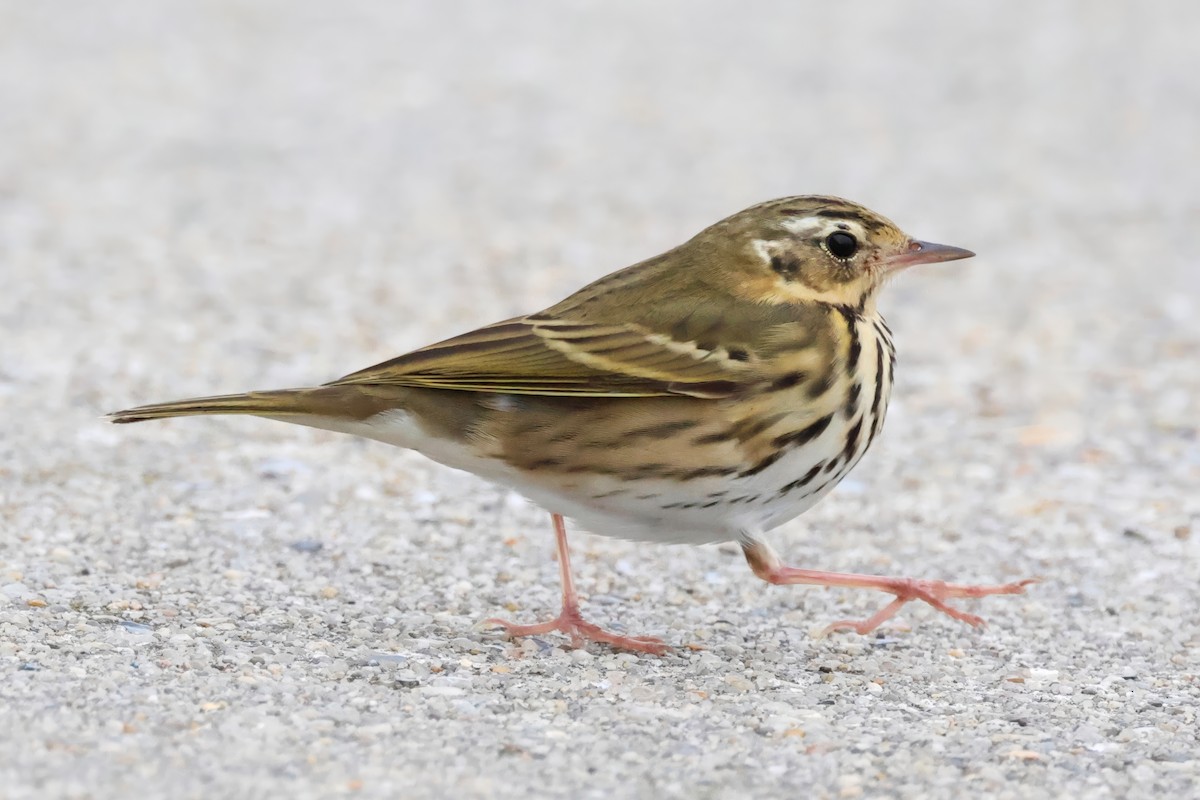 Pipit à dos olive - ML643338262
