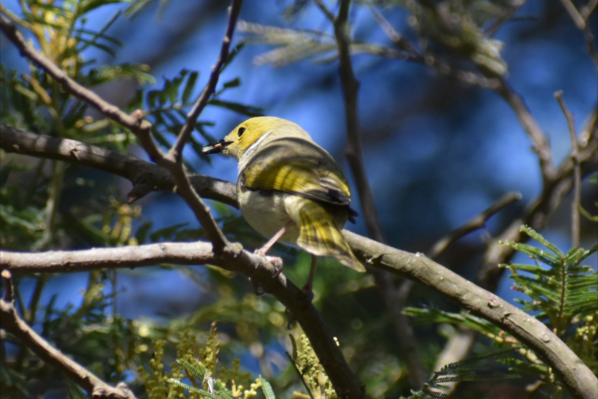 White-plumed Honeyeater - ML643338266