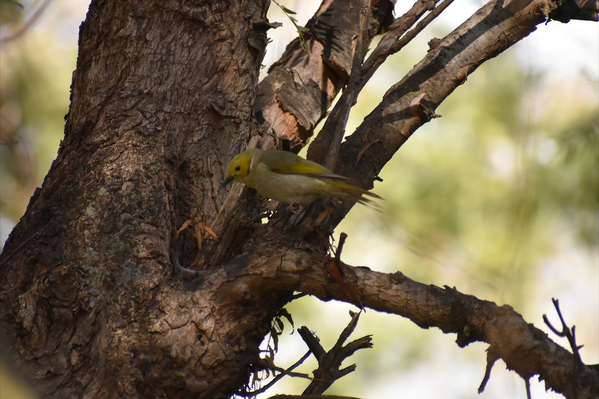White-plumed Honeyeater - ML643338268