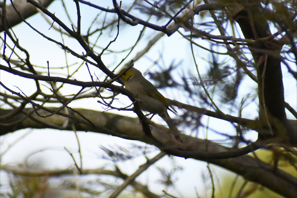 White-plumed Honeyeater - ML643338269