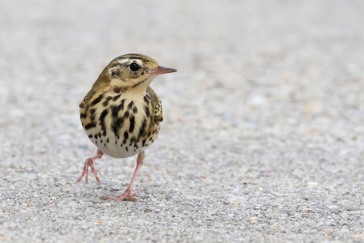 Pipit à dos olive - ML643338274