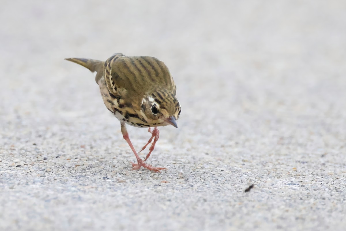 Pipit à dos olive - ML643338289