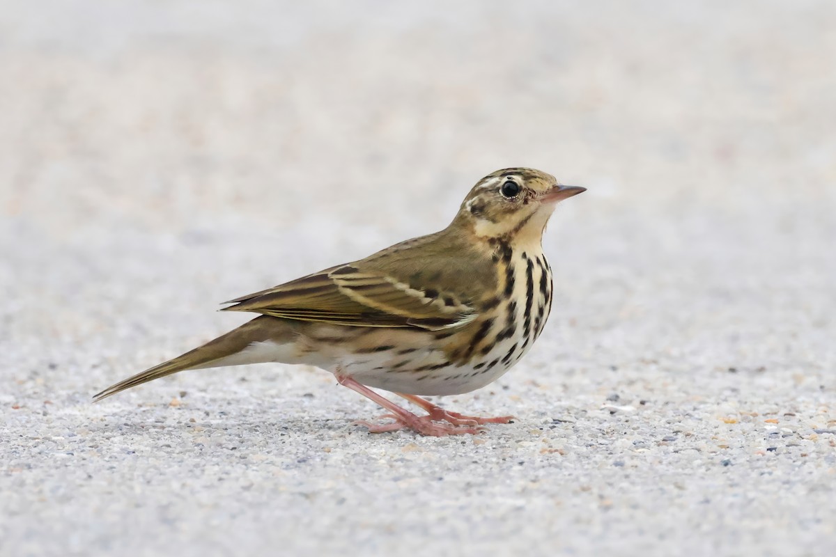 Pipit à dos olive - ML643338298