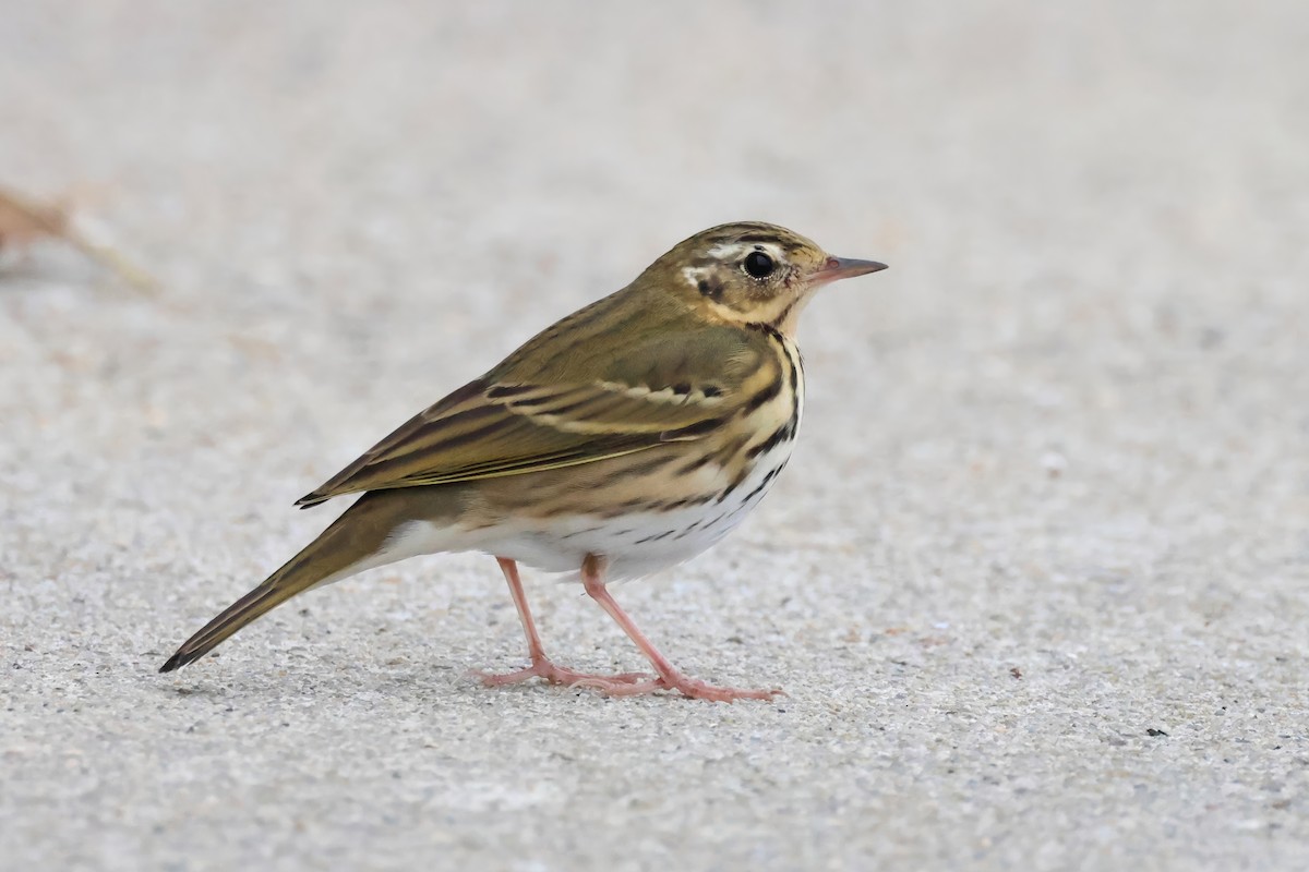 Pipit à dos olive - ML643338302