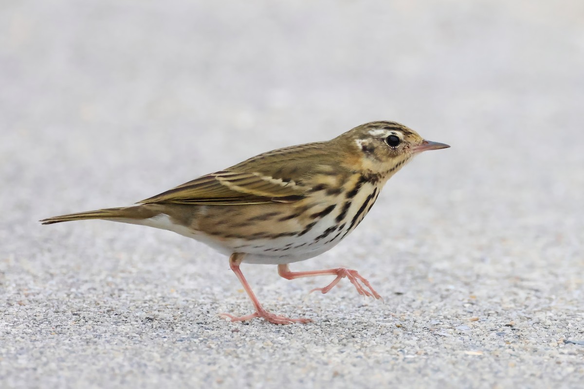 Pipit à dos olive - ML643338309