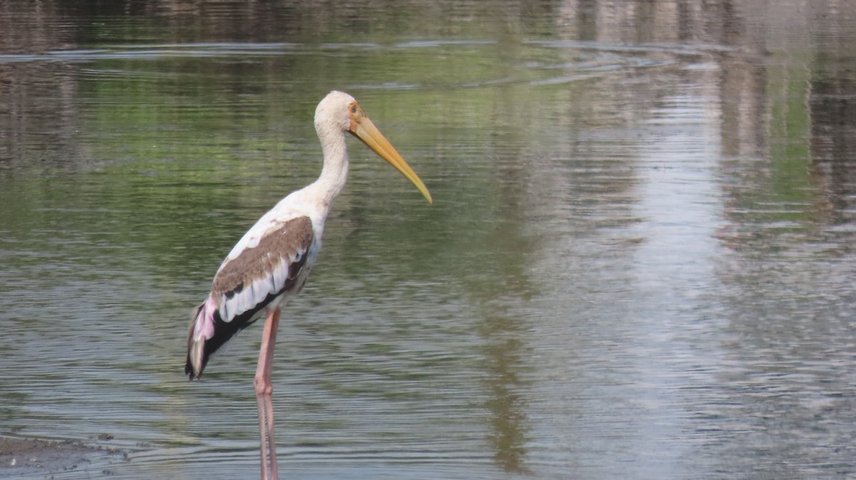 Painted Stork - ML643338317