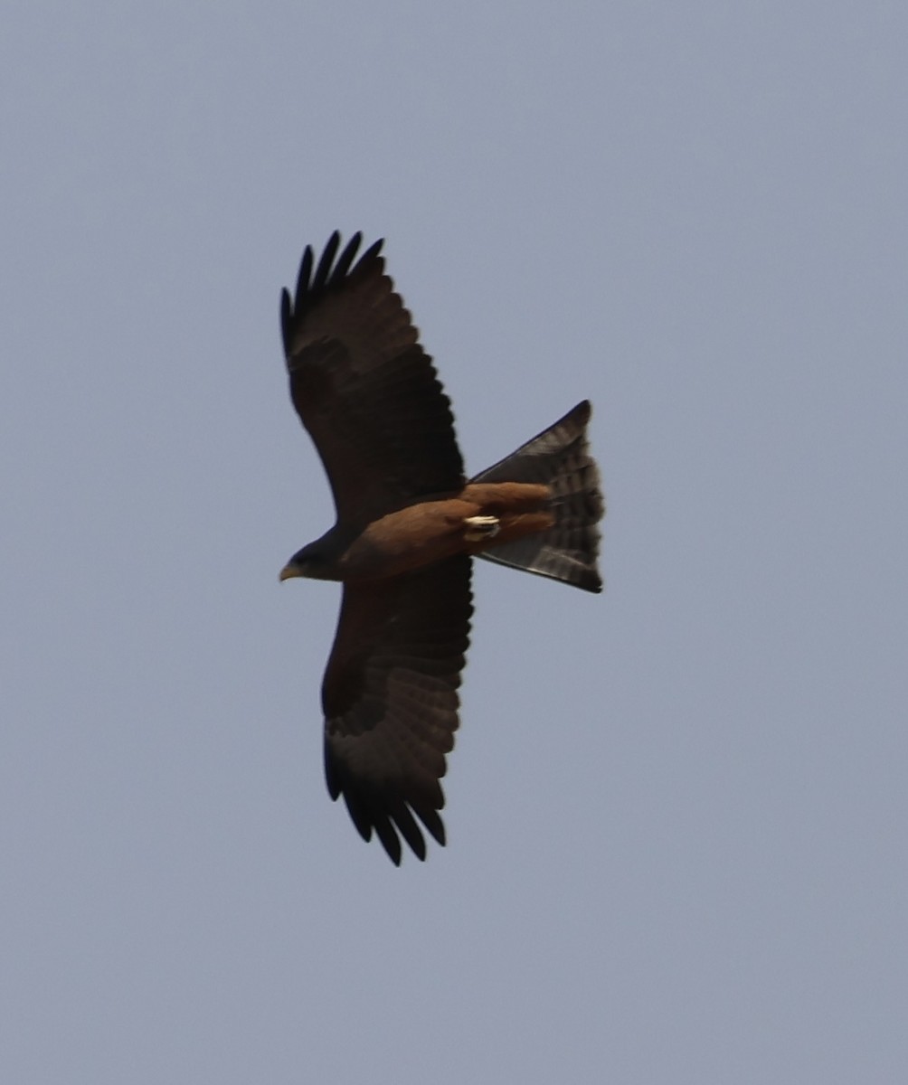 Black Kite - ML643338346