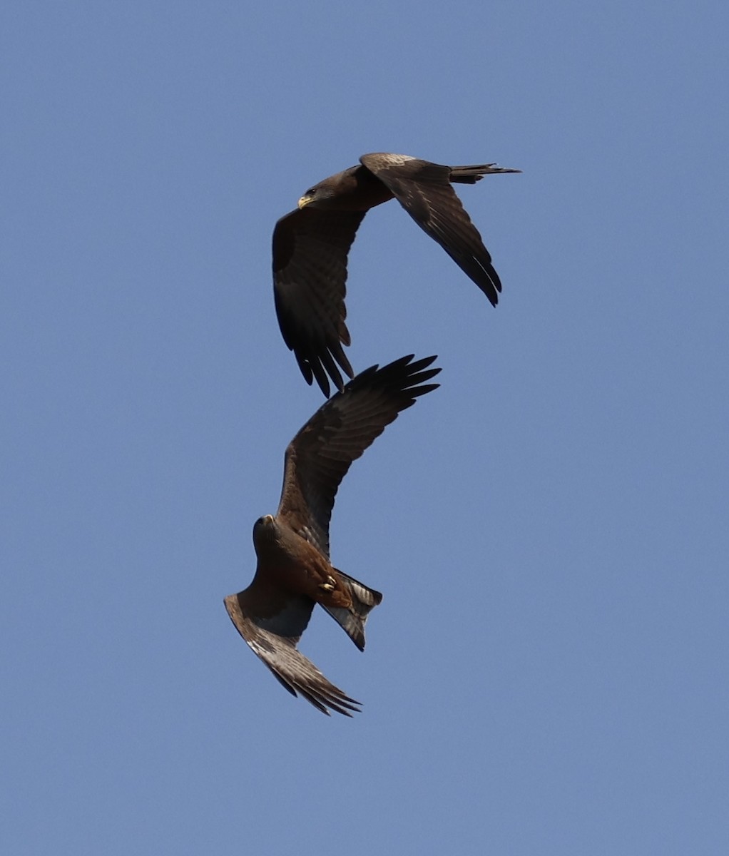 Black Kite - ML643338348