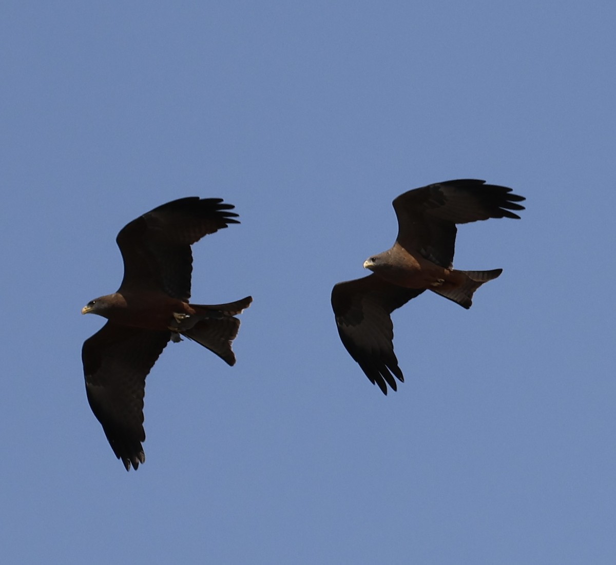 Black Kite - ML643338349