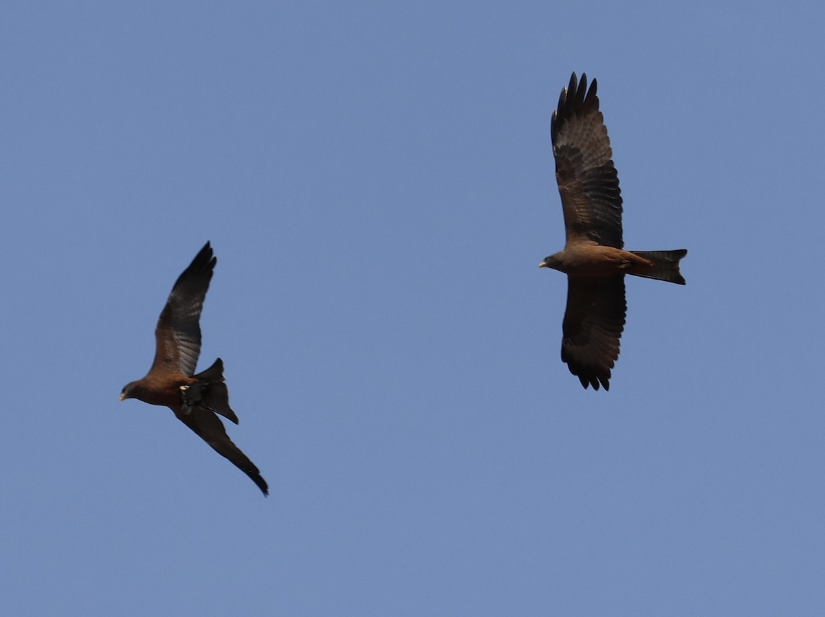 Black Kite - ML643338351