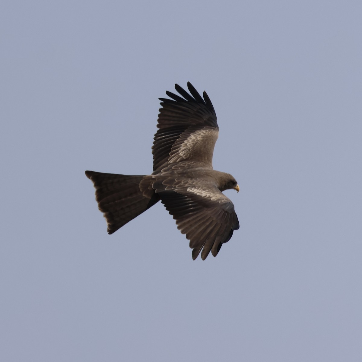 Black Kite - ML643338352