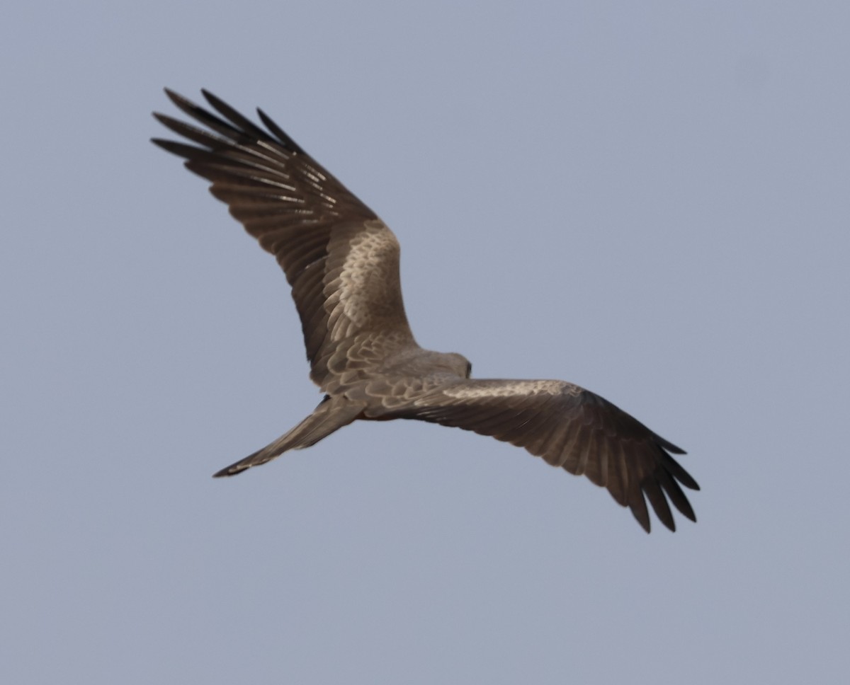 Black Kite - ML643338353