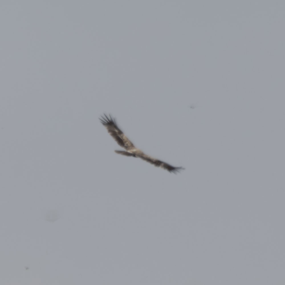 eagle sp. - ML643338354