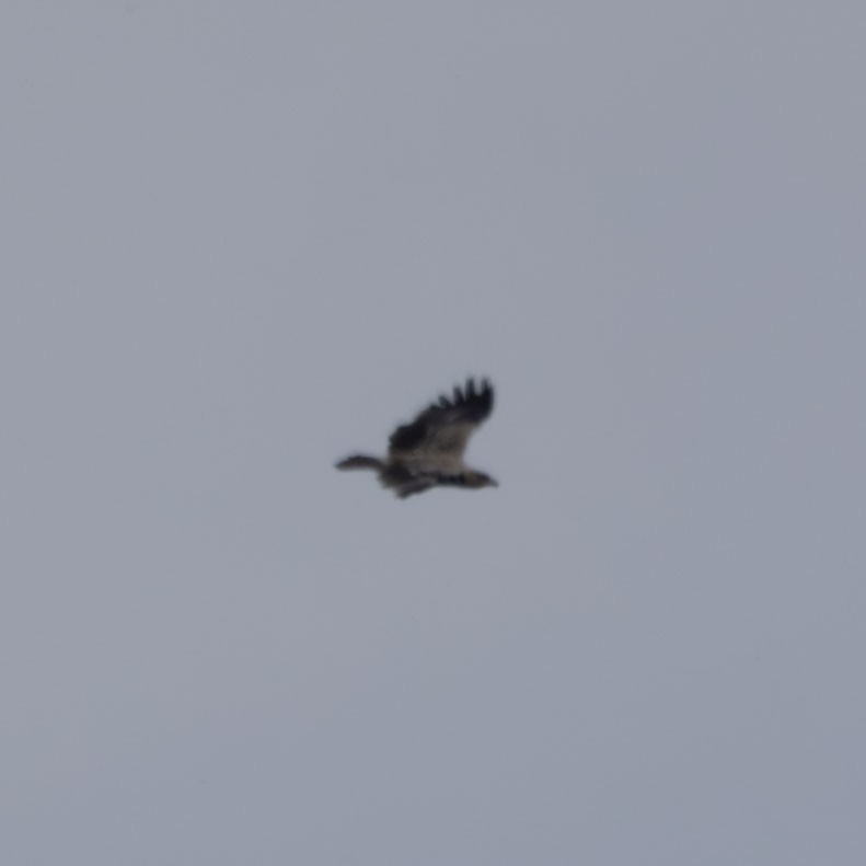 eagle sp. - ML643338355