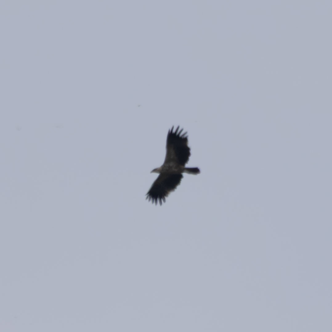 eagle sp. - ML643338356