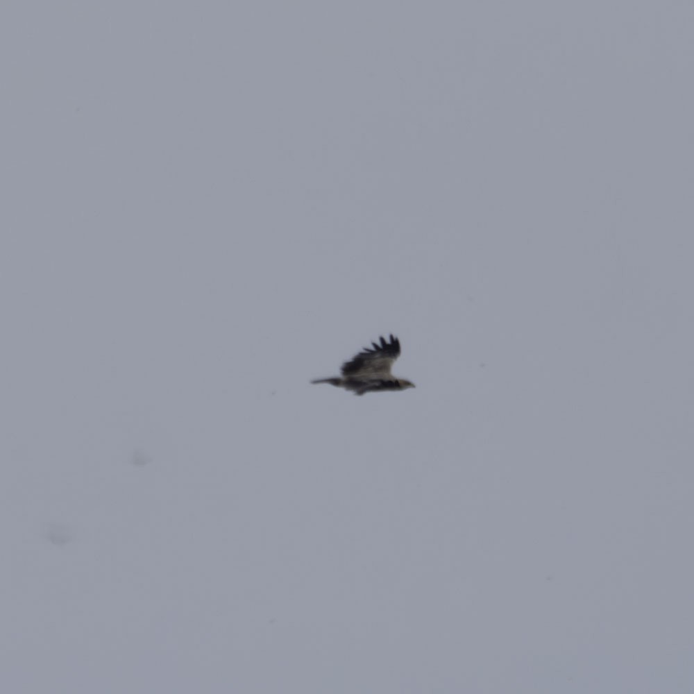 eagle sp. - ML643338357
