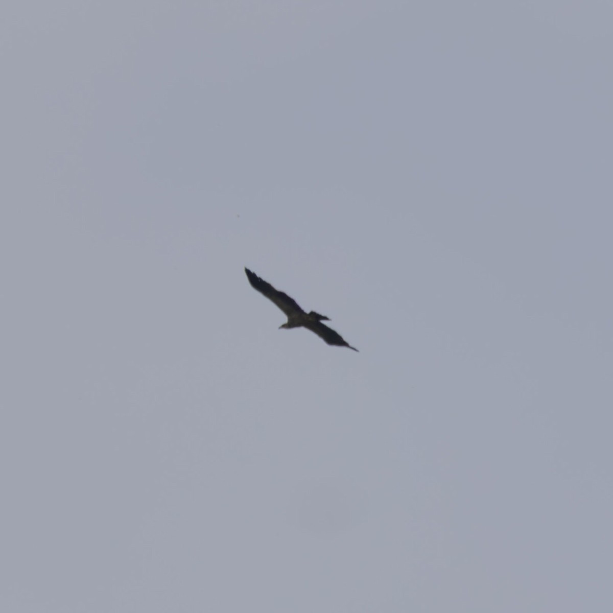 eagle sp. - ML643338358