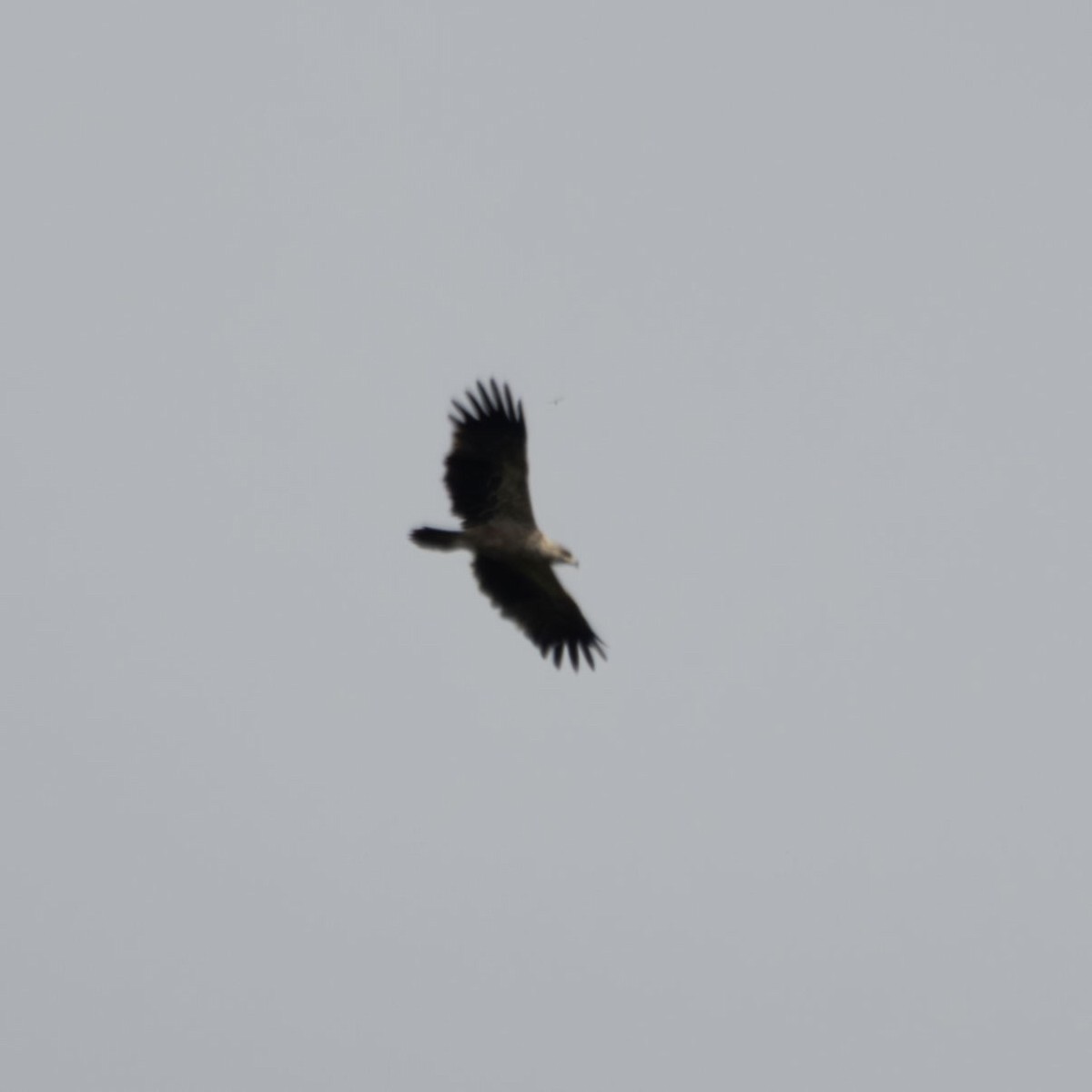 eagle sp. - ML643338359