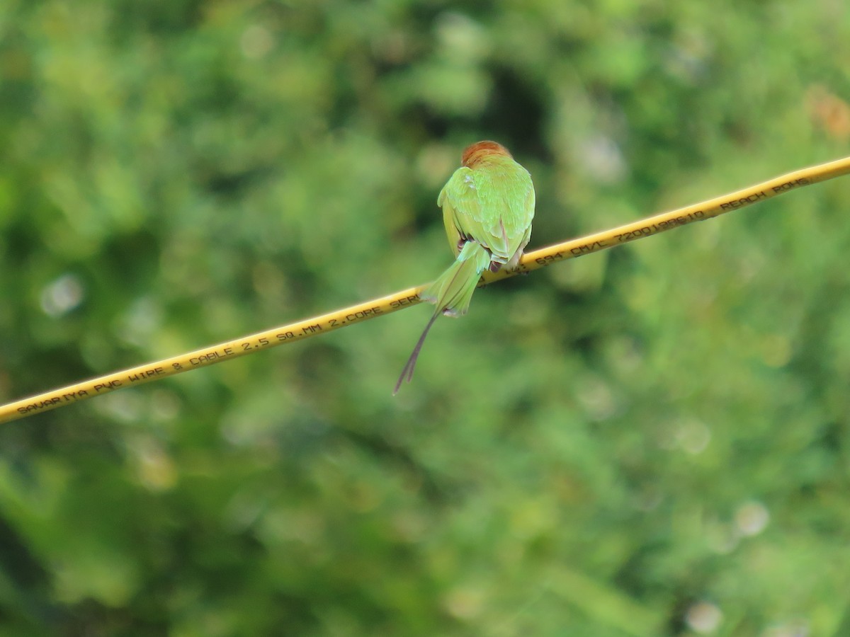 Asian Green Bee-eater - ML643338360
