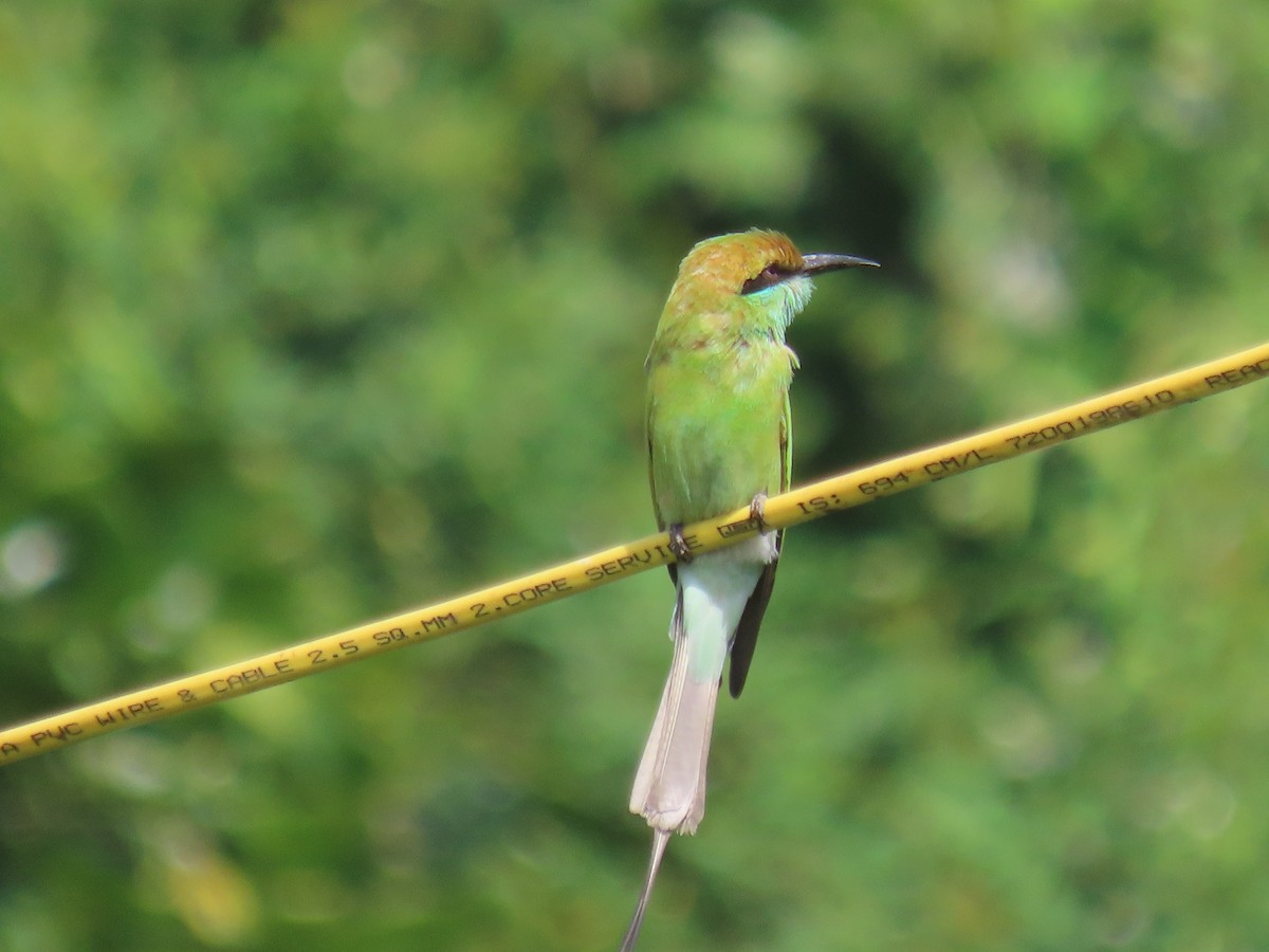 Asian Green Bee-eater - ML643338361