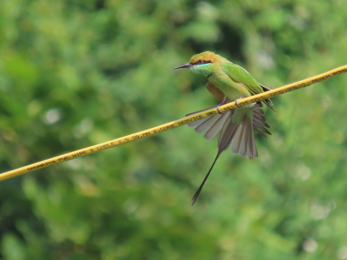 Asian Green Bee-eater - ML643338362