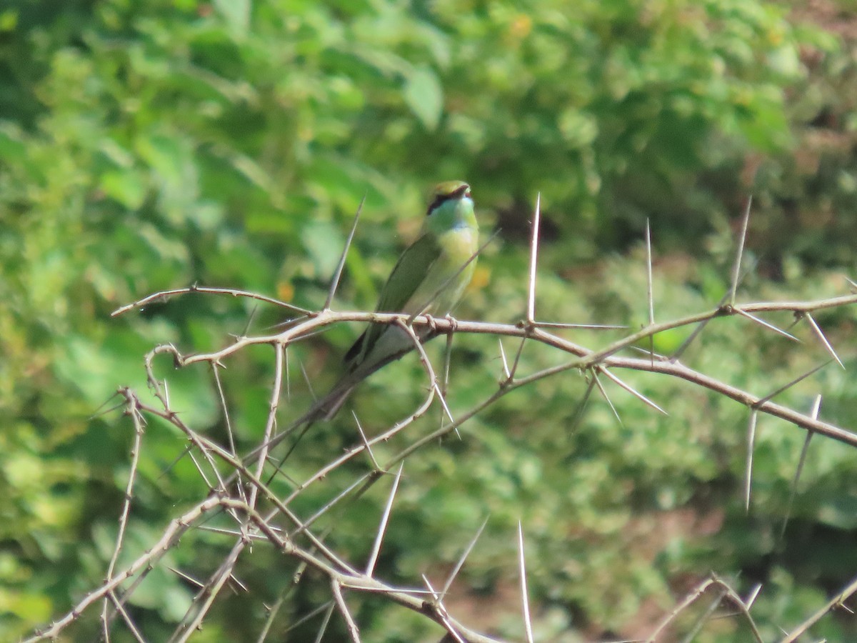 Asian Green Bee-eater - ML643338363