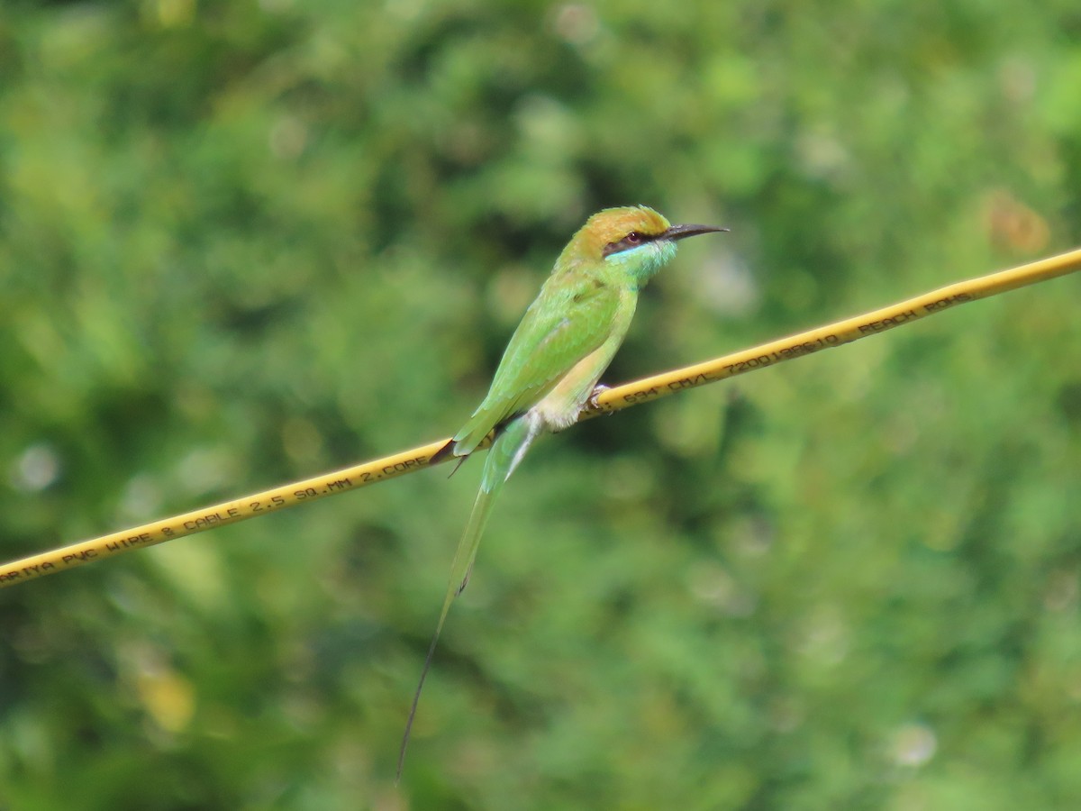 Asian Green Bee-eater - ML643338364
